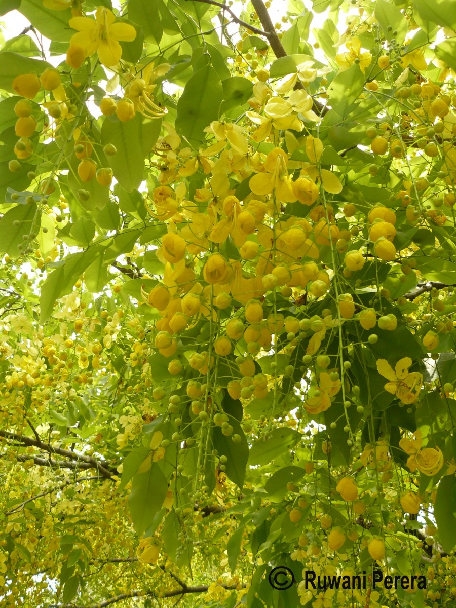 Cassia fistula L.